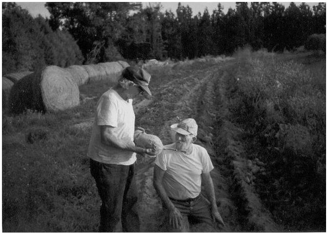 Dad & uncle Tippett DIGGING SWEET POTATOES - circa 1990