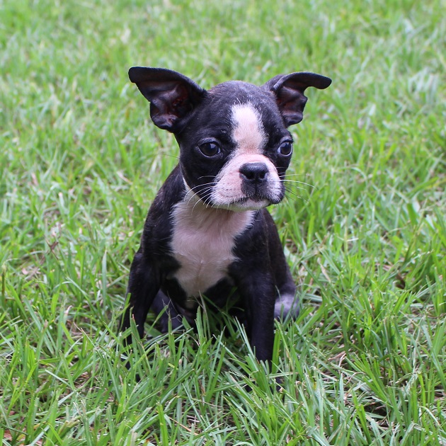 frenchton puppies for sale in alabama frenchton and bulldog puppies for sale highnote alabama frenchton puppies for sale in alabama frenchton and bulldog puppies for sale highnote alabama