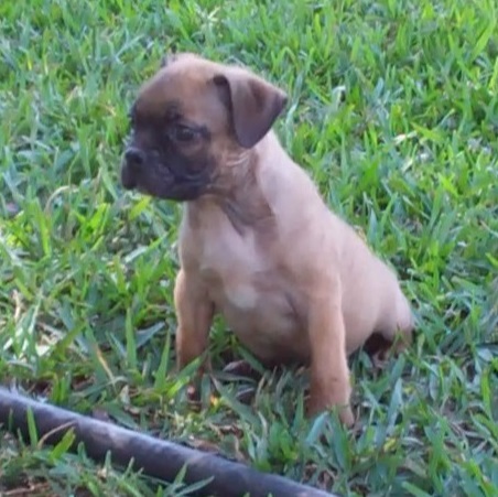frenchton puppies frenchton puppies for sale breeds picture frenchton puppies frenchton puppies for sale breeds picture