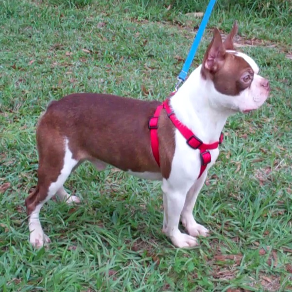 frenchton puppies for sale in alabama frenchton and bulldog puppies for sale highnote alabama frenchton puppies for sale in alabama frenchton and bulldog puppies for sale highnote alabama