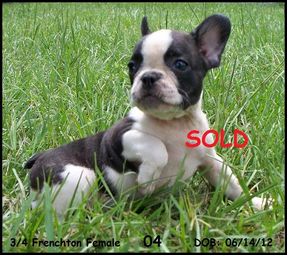 frenchton puppies frenchton and bulldog puppies for sale highnote alabama frenchton puppies frenchton and bulldog puppies for sale highnote alabama