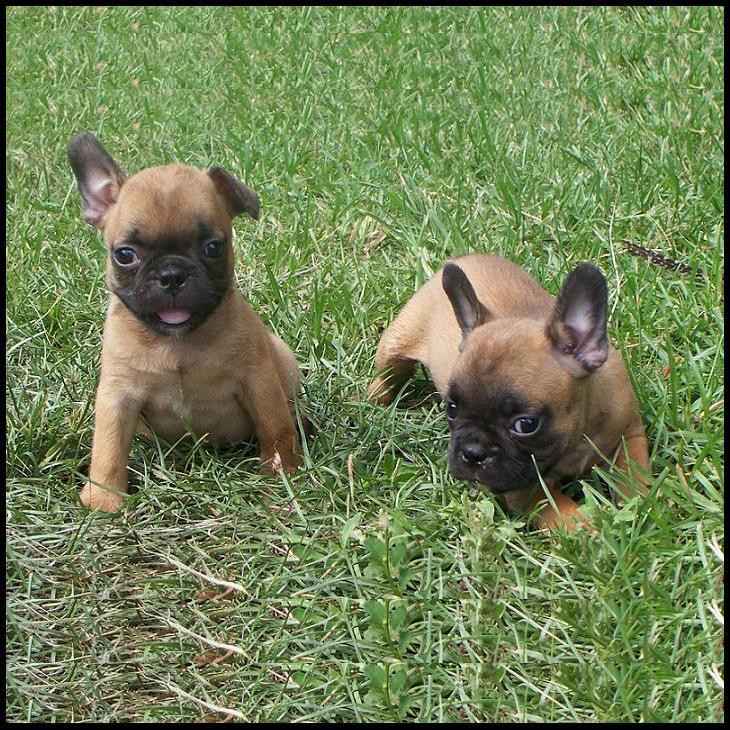 frenchton puppies frenchton and bulldog puppies for sale highnote alabama frenchton puppies frenchton and bulldog puppies for sale highnote alabama