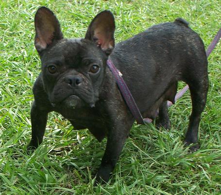 frenchton puppies for sale in alabama frenchton and bulldog puppies for sale highnote alabama breeds picture frenchton puppies for sale in alabama frenchton and bulldog puppies for sale highnote alabama breeds picture