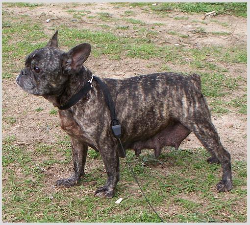frenchton puppies for sale in alabama boston terrier and frenchton puppies boston terrier for sale breeds picture frenchton puppies for sale in alabama boston terrier and frenchton puppies boston terrier for sale breeds picture