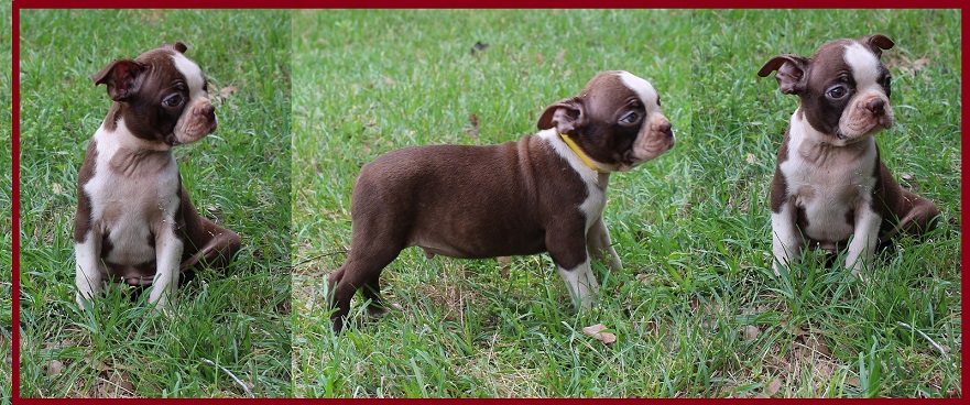 boston terrier puppies alabama boston terrier puppies for sale birmingham al dogs in our photo boston terrier puppies alabama boston terrier puppies for sale birmingham al dogs in our photo