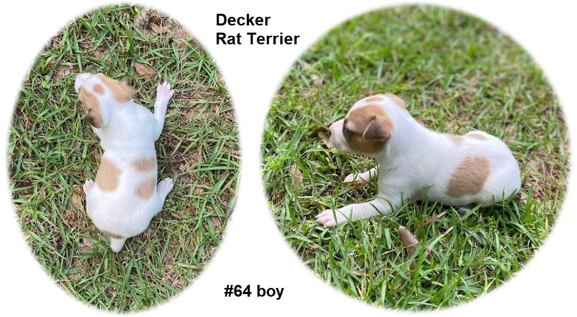 AKC Decker Line Rat Terrier Puppies For Sale, Highnote, AL
